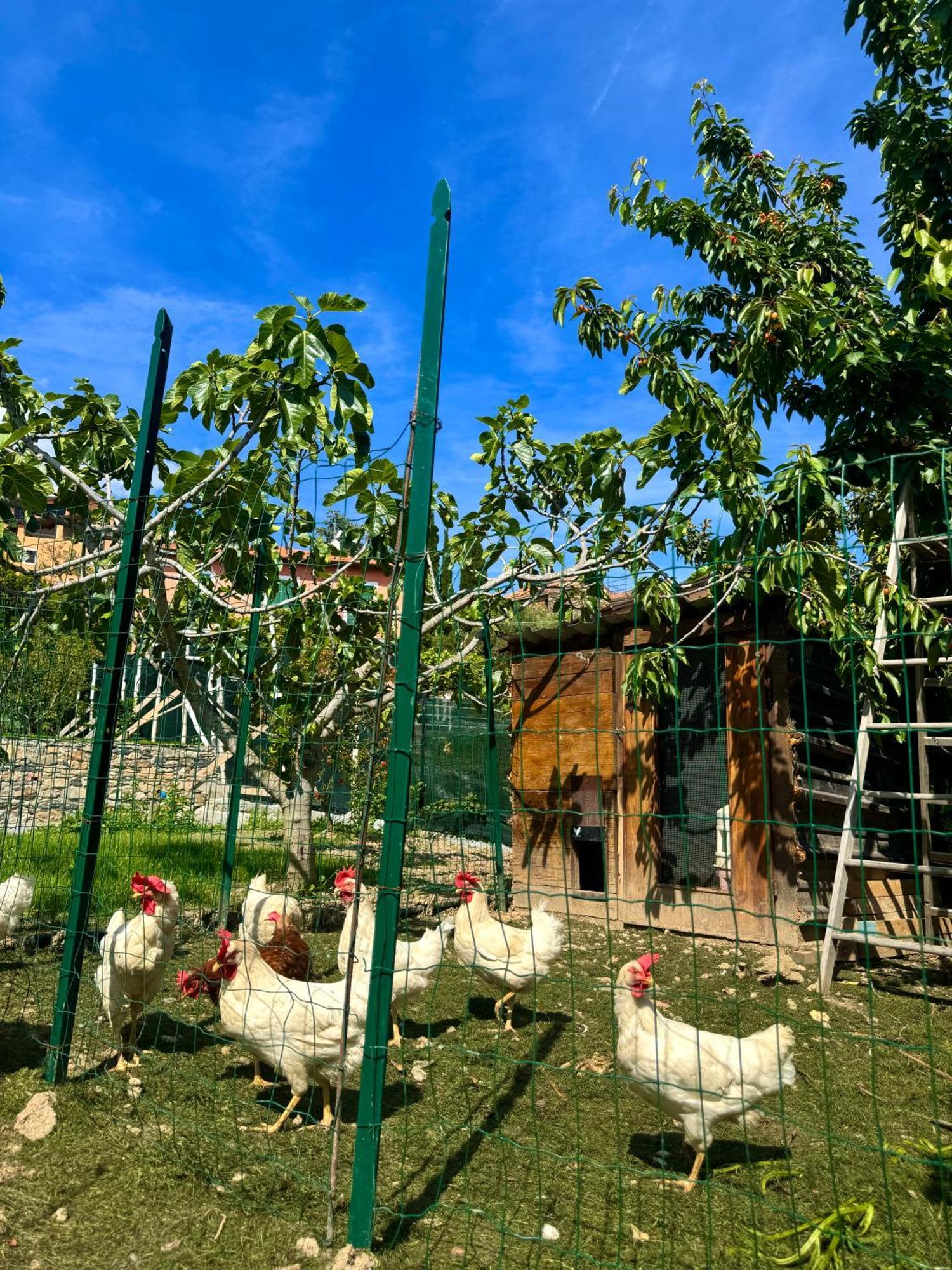 Bed and Breakfast Ligo Villanova d'Albenga Exterior foto
